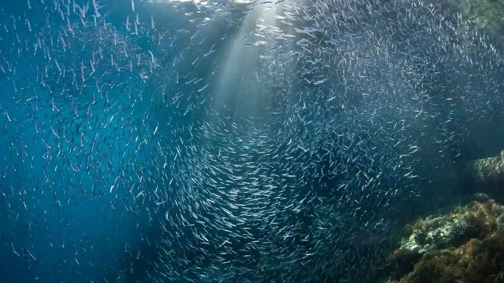 Batu Bolong Komodo Diving by Yacht