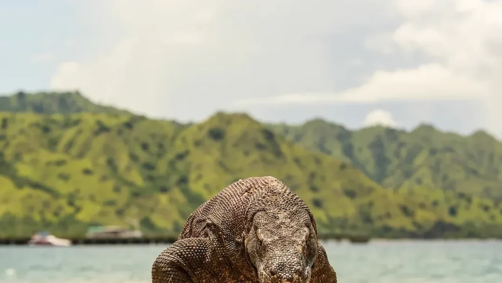 Bespoke Luxury Yacht Experiences Komodo National Park