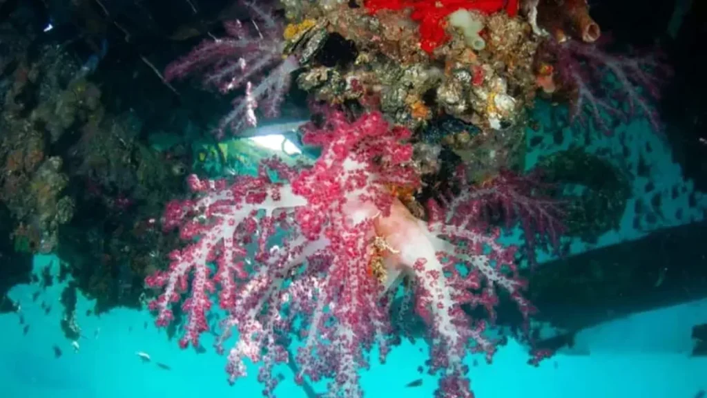 Komodo Dive Safari 2026 | Multi-Day Diving Expedition