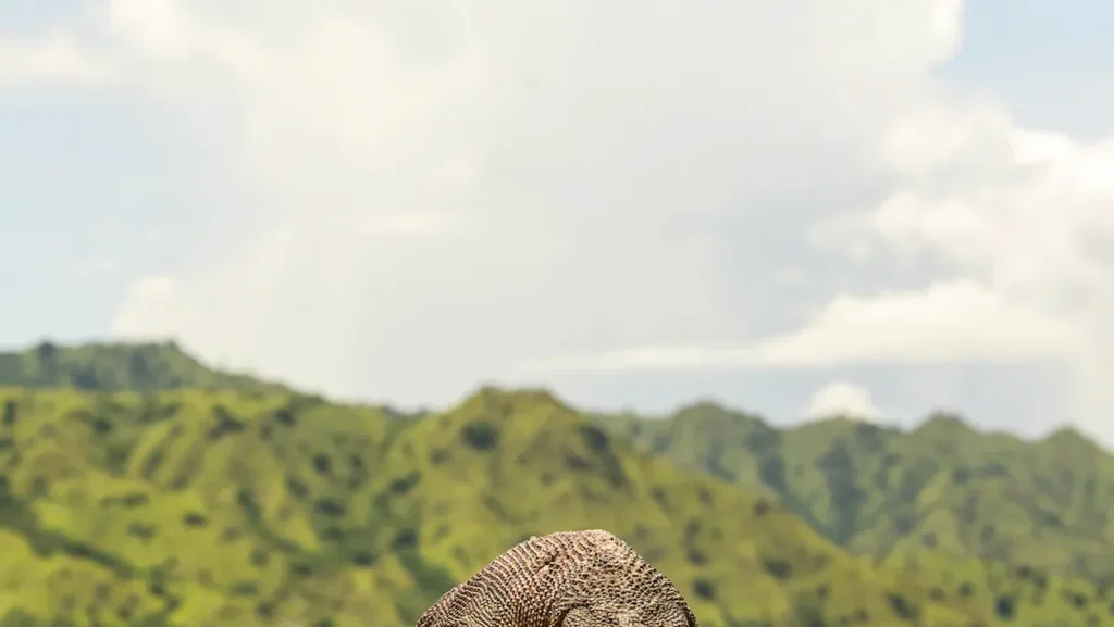 Komodo Dragon Encounter: Safety Guide & What to Expect