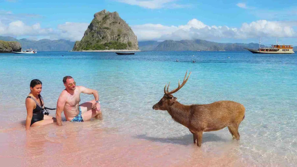 Komodo Snorkeling Tour — Private Snorkel Trip Manta Rays & Pink Beach