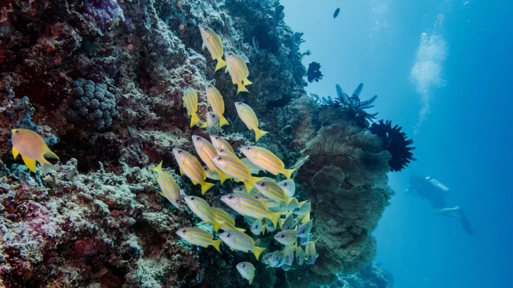 Komodo Yacht Charter from Australia: Complete Travel Guide 2026